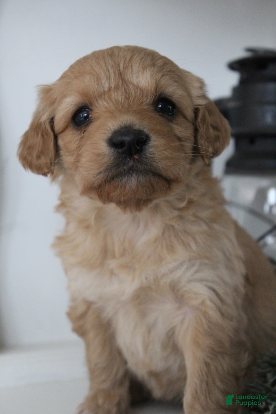 Cockapoo dogs for sale: Kip - Ad 2