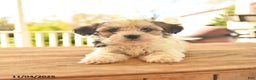Teddy Bear dogs for sale: Basil  - Ad 5