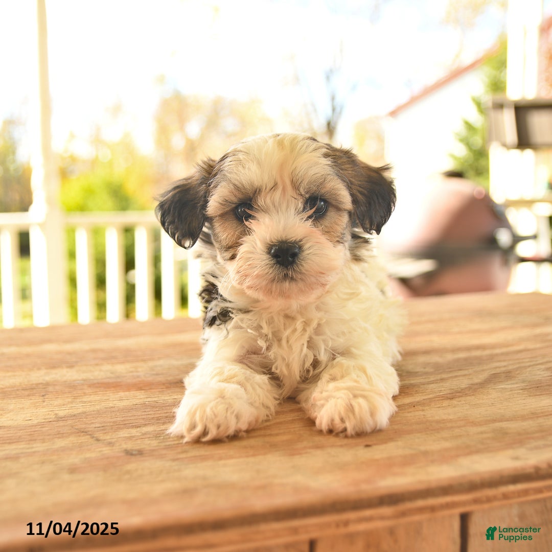 Teddy Bear dogs for sale: Basil  - Ad 5