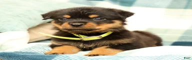 Rascal