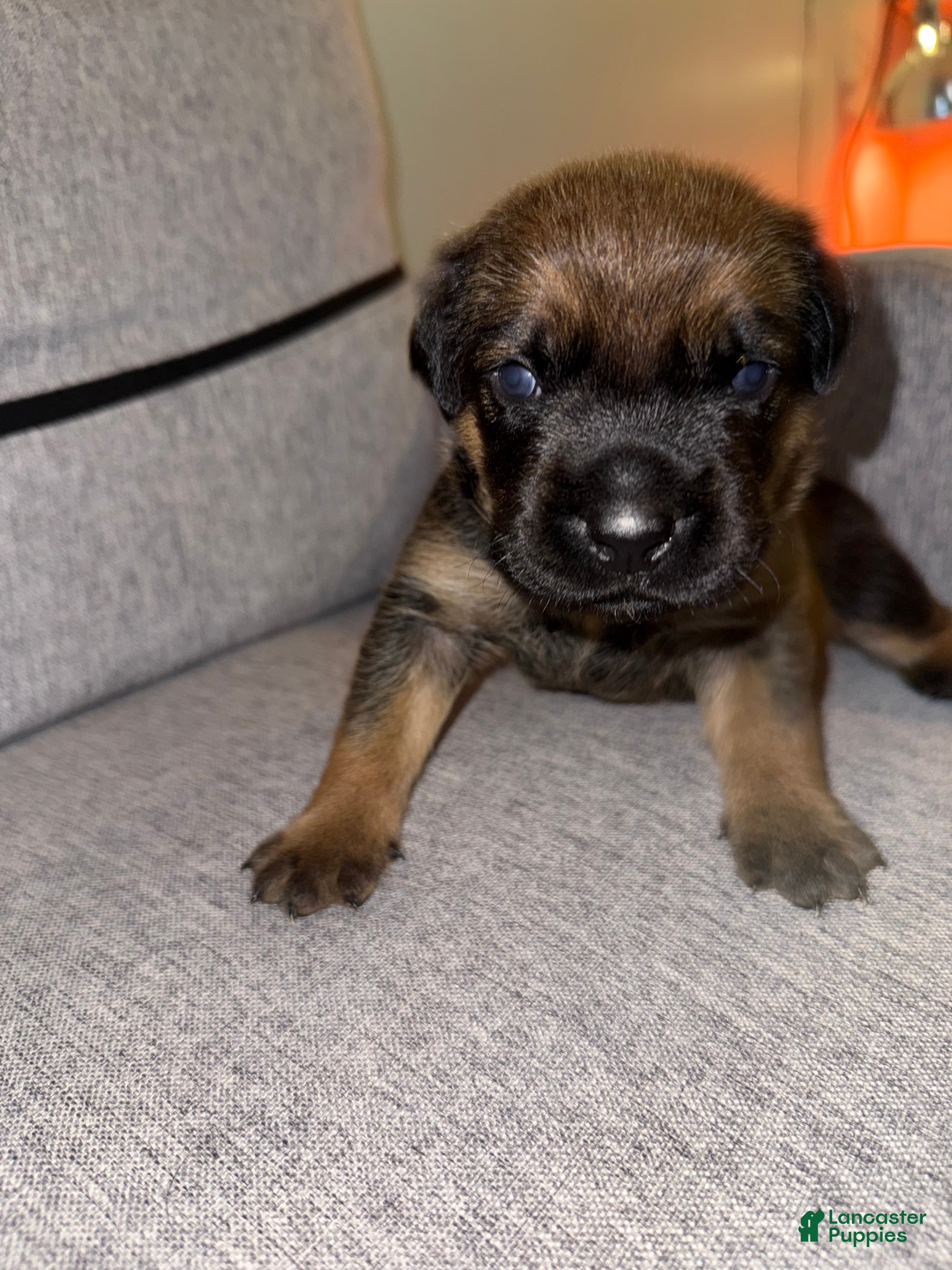 Mixed Breed dogs Mixed Breed 2 - Ad 1