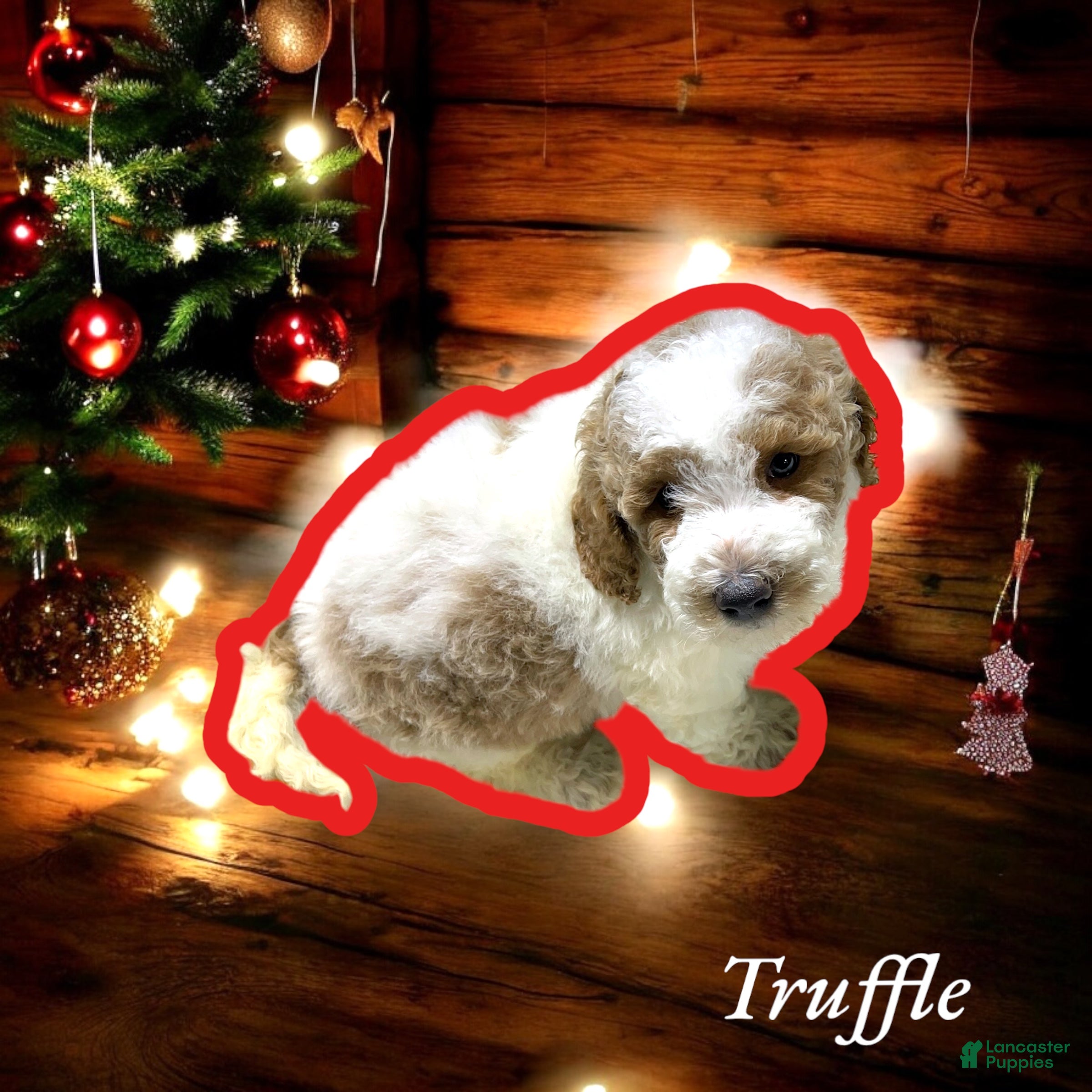 Miniature Poodle dogs Truffle - Ad 40