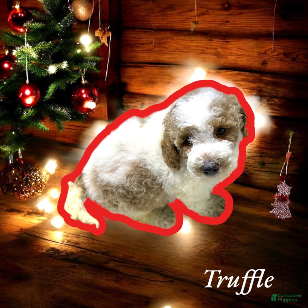 Miniature Poodle dogs for sale: Truffle - Ad 1