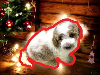 Miniature Poodle dogs Truffle - Ad 23