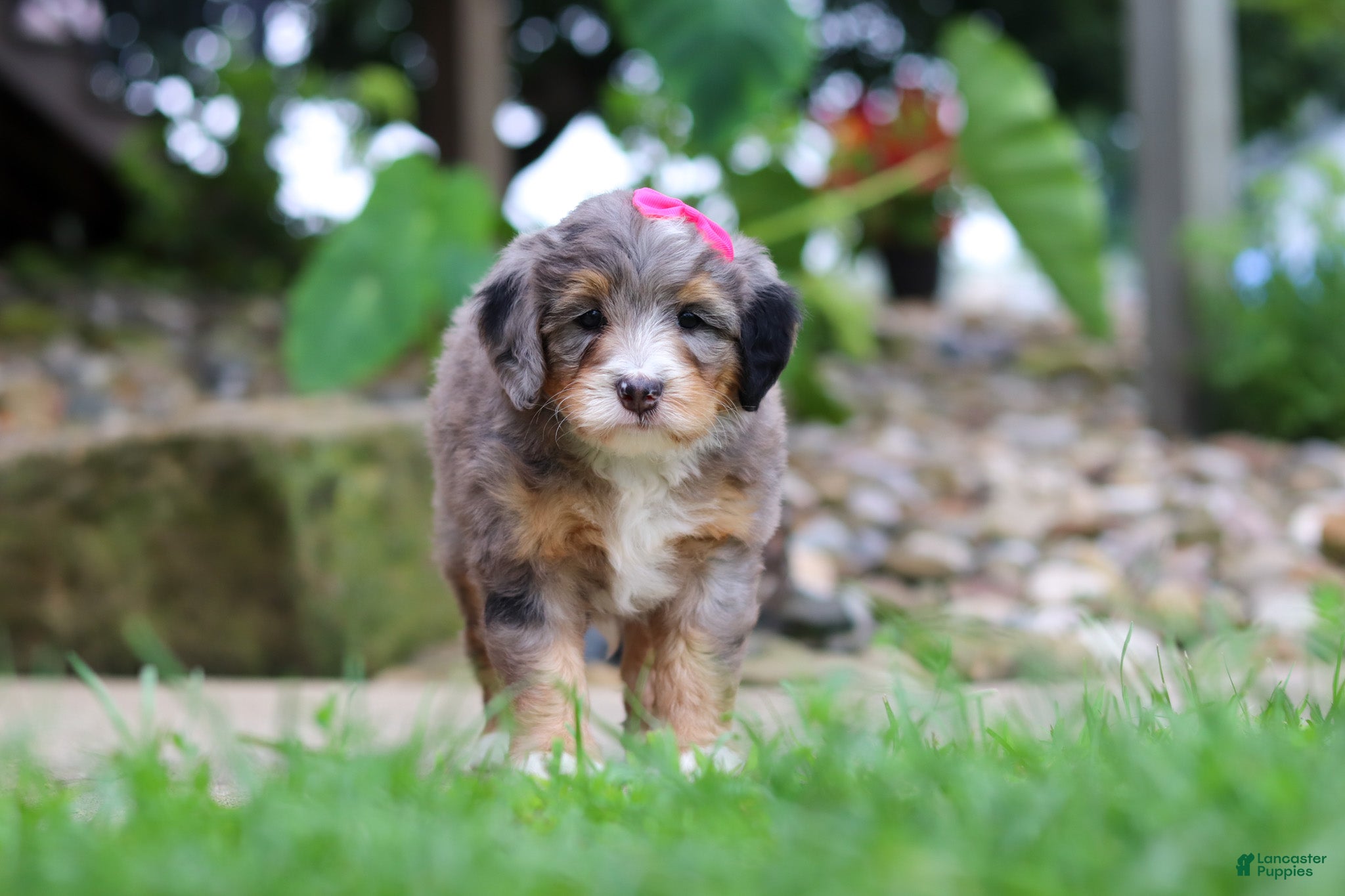 Mini Bernedoodle dogs Margarita - Ad 2