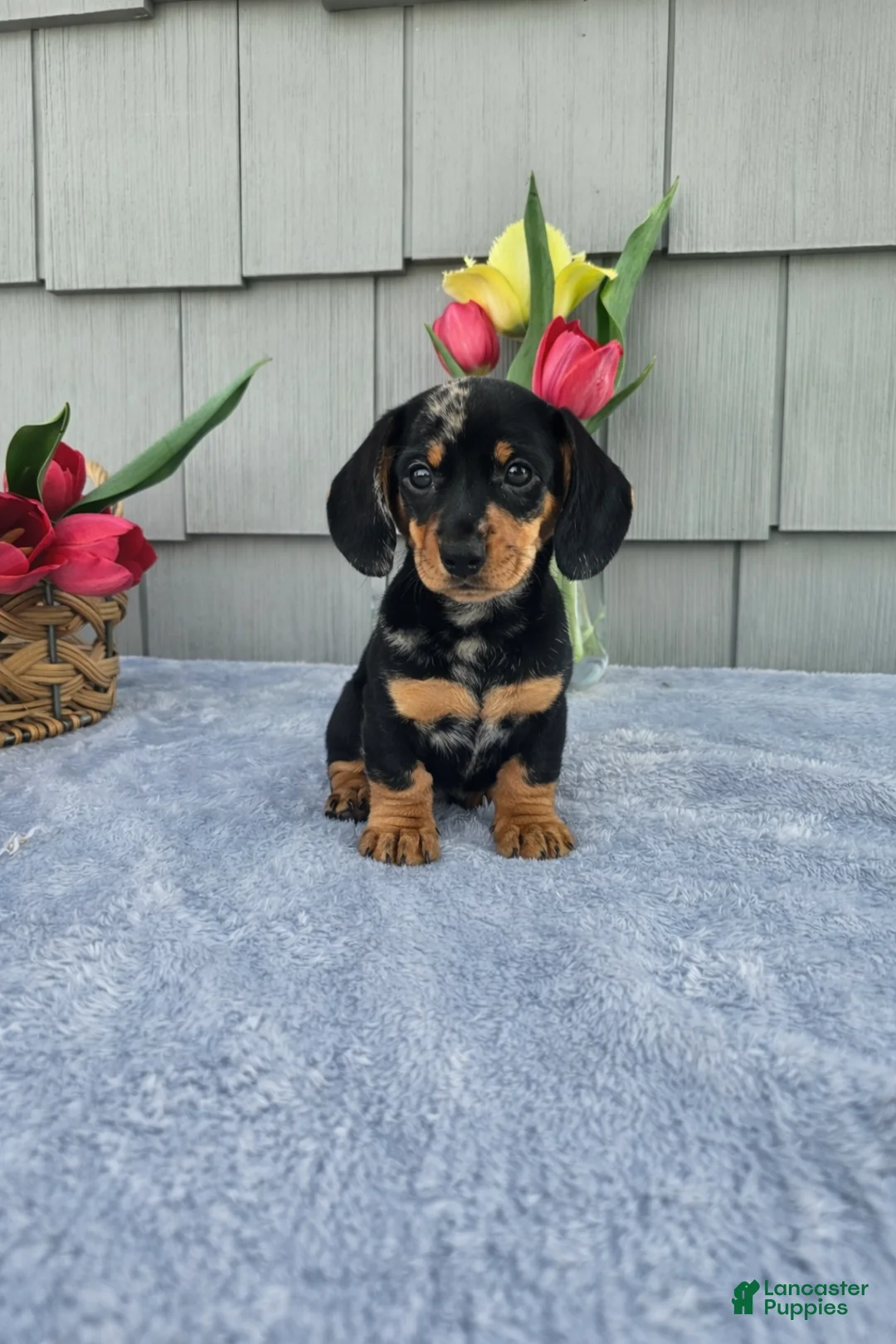 Dachshund dogs for sale: Marabelle - Ad 8