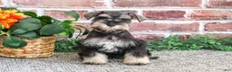 Miniature Schnauzer dogs for sale: Sandy - Ad 4