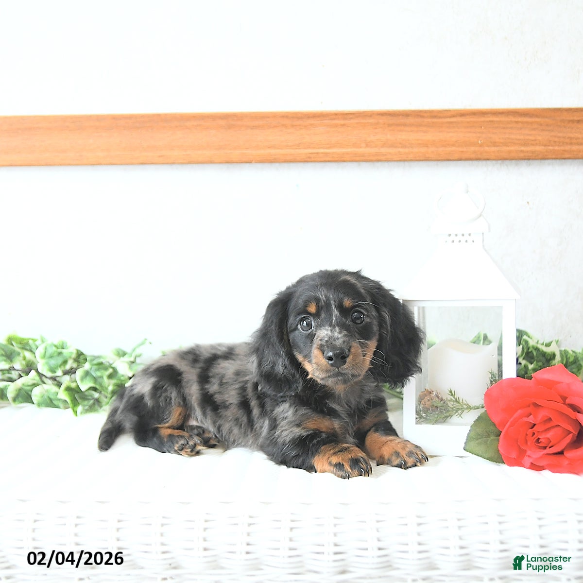 Miniature Dachshund dogs Cupid - Ad 2
