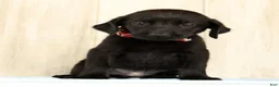 Labrador Retriever dogs for sale: Banner - Ad 2