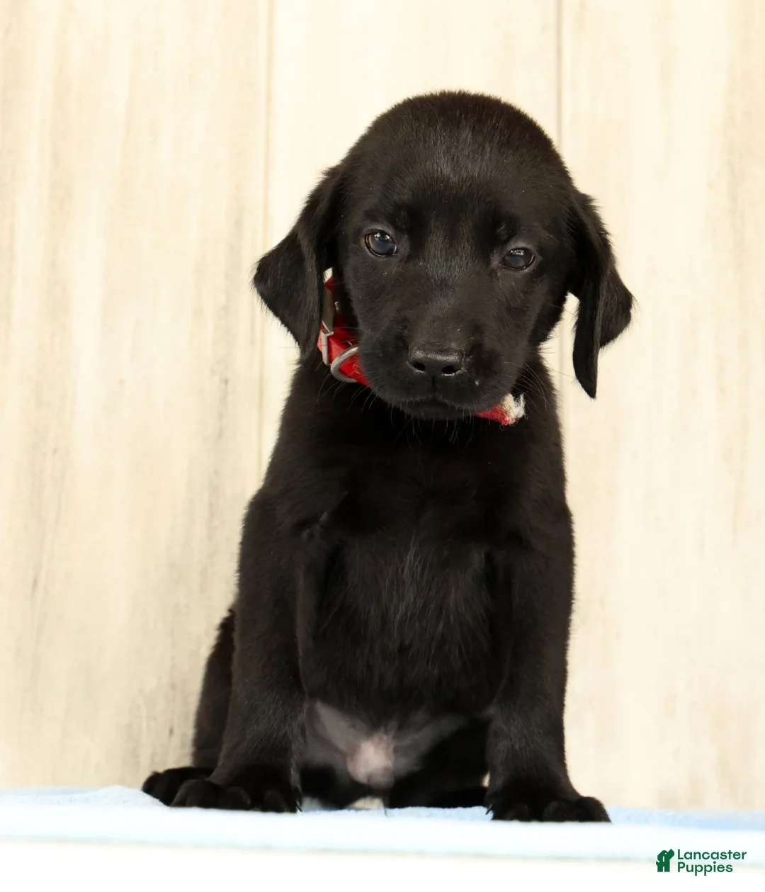Labrador Retriever dogs for sale: Banner - Ad 2