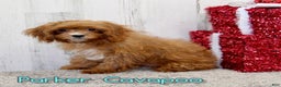 Cavapoo dogs for sale: Parker - Ad 1