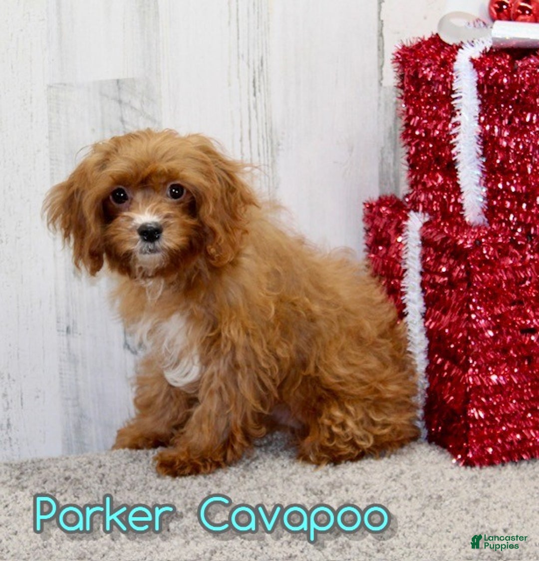 Cavapoo dogs for sale: Parker - Ad 1