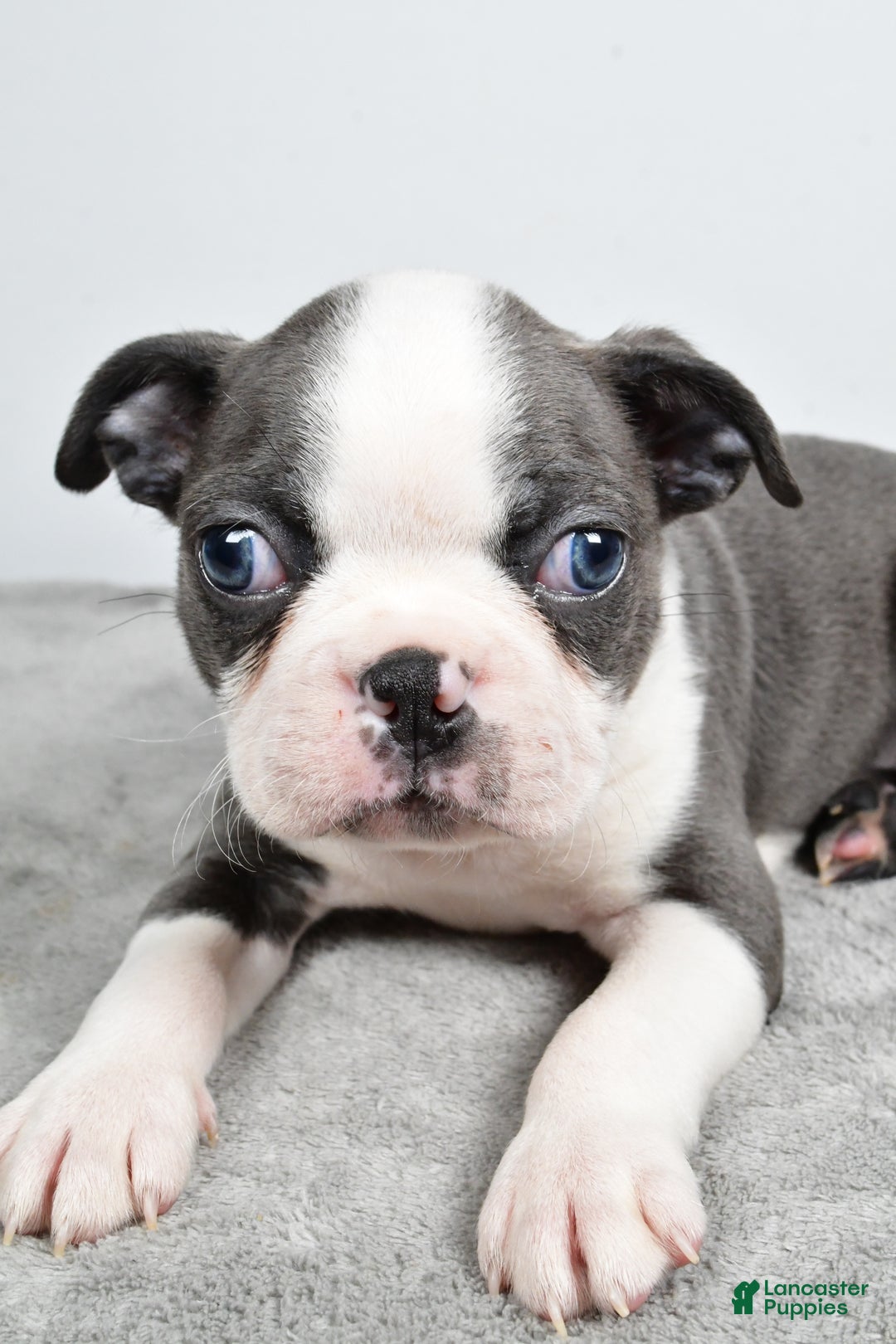 Boston Terrier dogs for sale: Mia - Ad 4