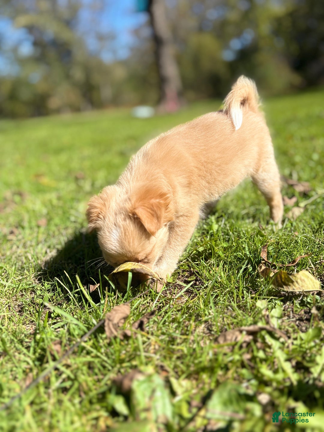 Chihuahua dogs for sale: Glitter - Ad 6