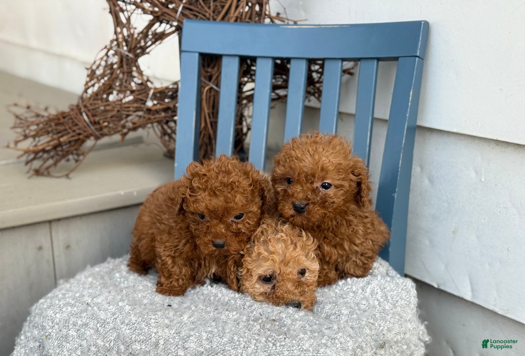Toy Poodle dogs for sale: Otis - Ad 13
