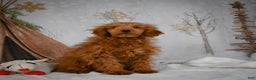 Mini Goldendoodle dogs for sale: Royce - Ad 9