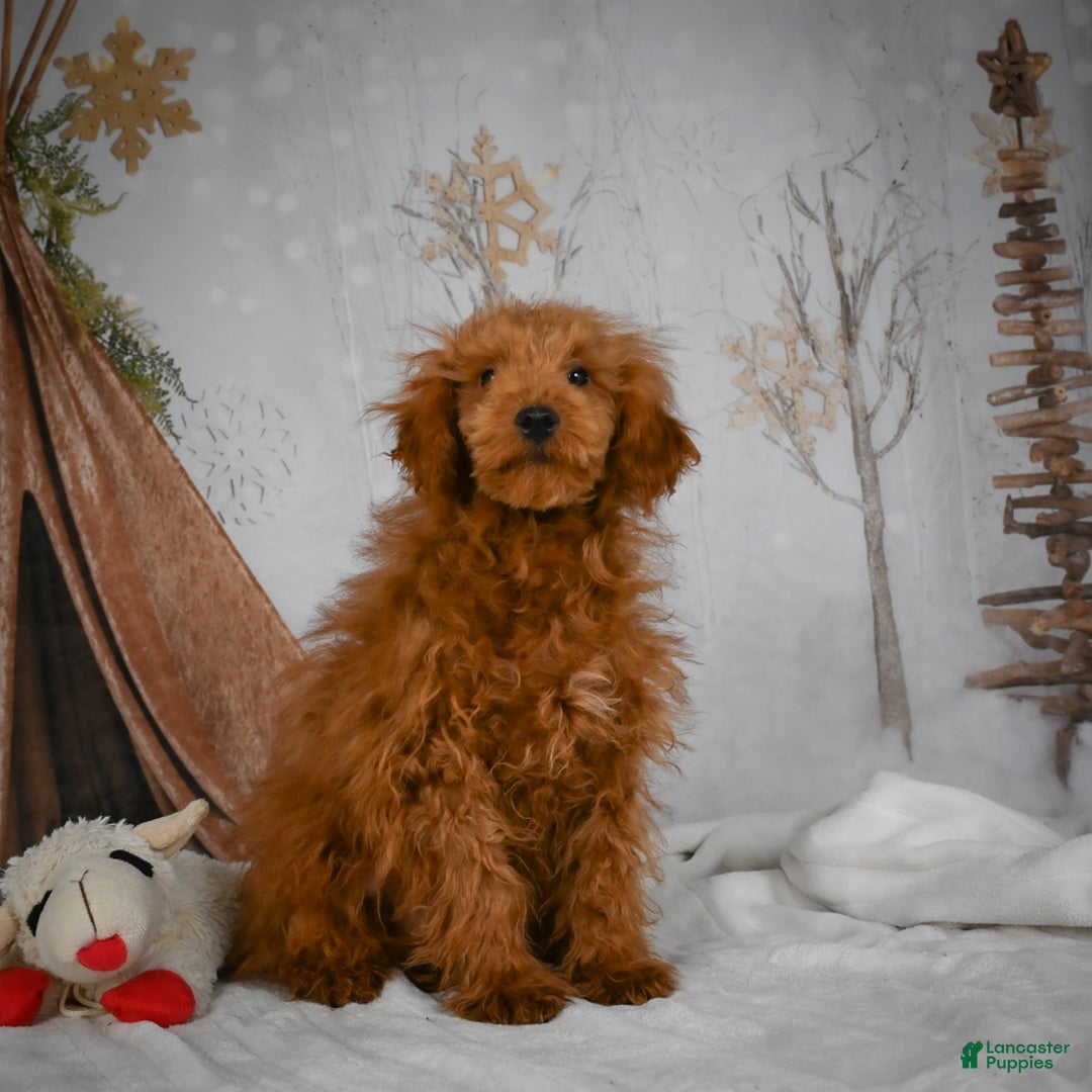 Mini Goldendoodle dogs for sale: Royce - Ad 9