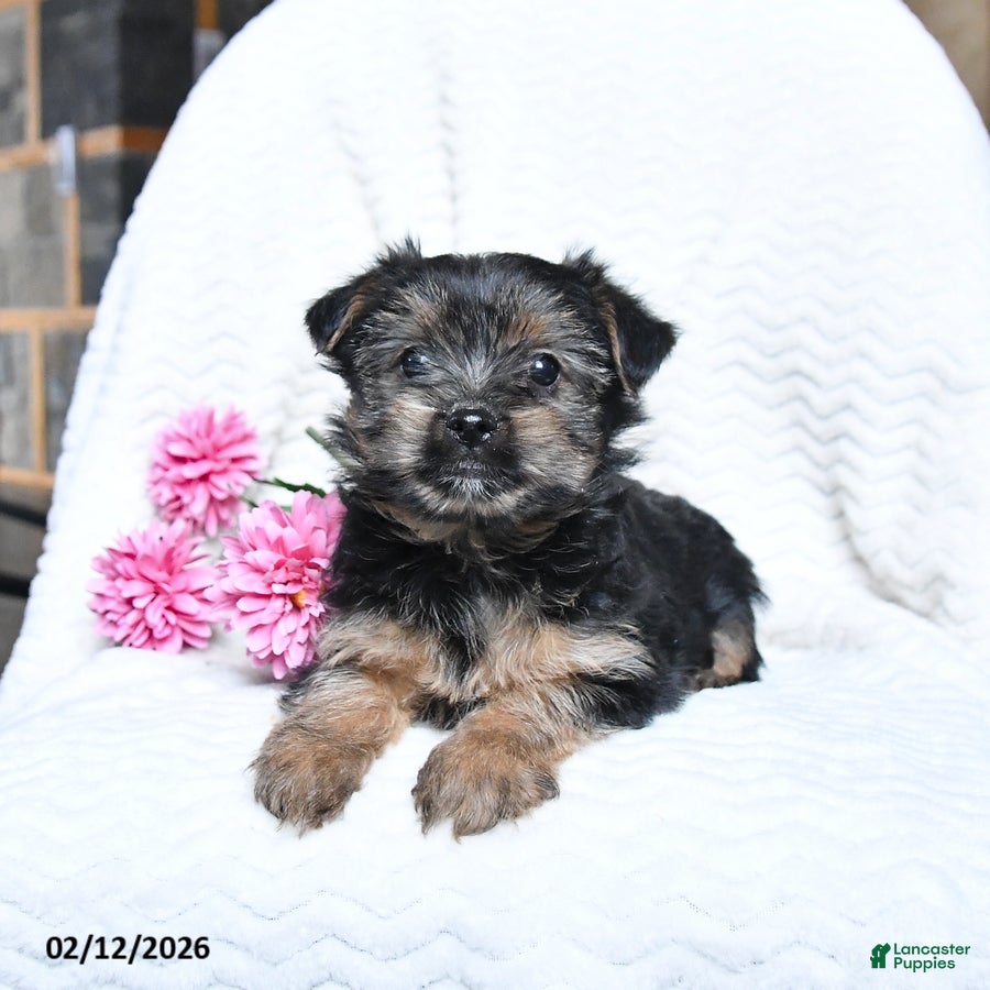 Yorkshire Terrier dogs Mickey - Ad 1