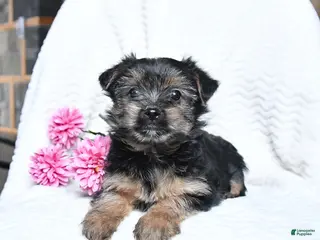 Yorkshire Terrier dogs for sale: Mickey - Ad 1