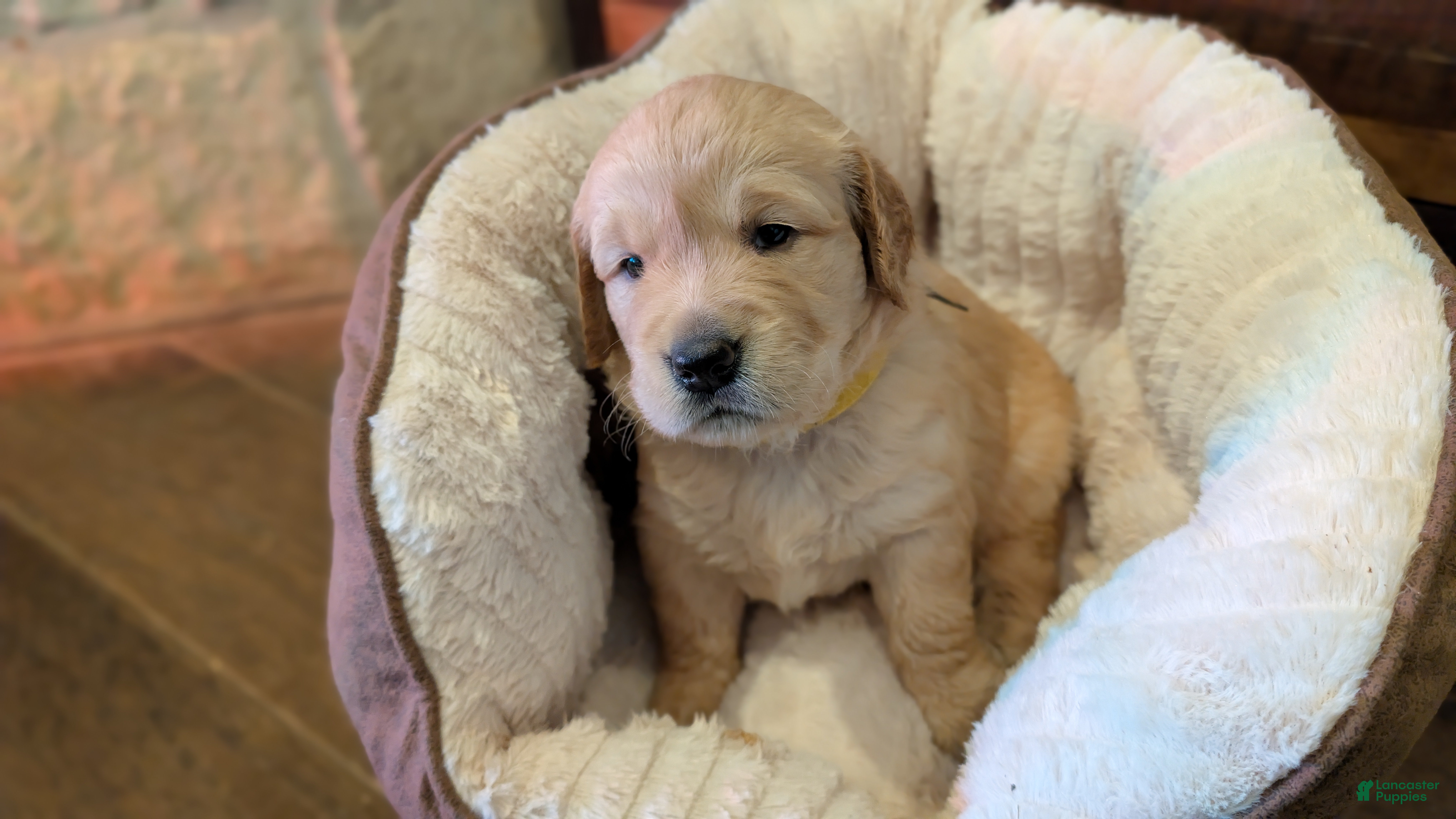 Golden Retriever dogs Penelope - Ad 1