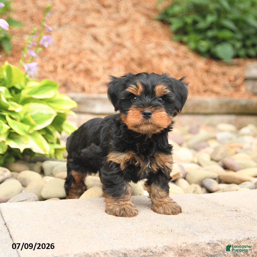 Yorkshire Terrier dogs Smores - Ad 2