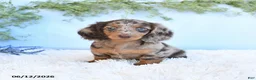 Miniature Dachshund dogs for sale: Stella - Ad 3