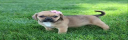 Puggle dogs for sale: Arvada  - Ad 6