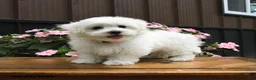 Maltese dogs for sale: Racer - Ad 4