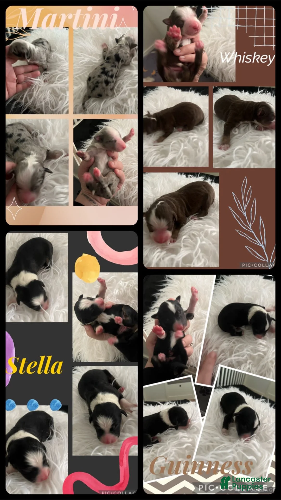 Gallery Image {{count}}