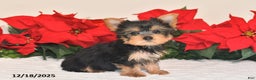 Yorkshire Terrier dogs for sale: Jaxson - Ad 1