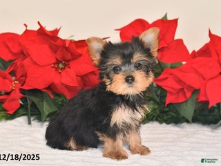 Yorkshire Terrier dogs Jaxson - Ad 24
