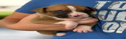 Boxer dogs for sale: Dozer - Ad 10
