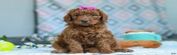 Goldendoodle dogs for sale: Willow - Ad 3