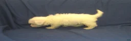 Maltipoo dogs for sale: Paris - Ad 6