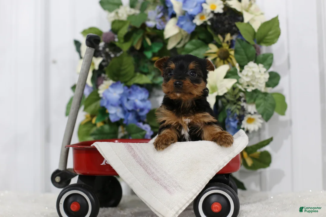 Yorkshire Terrier dogs for sale: Chase - Ad 2