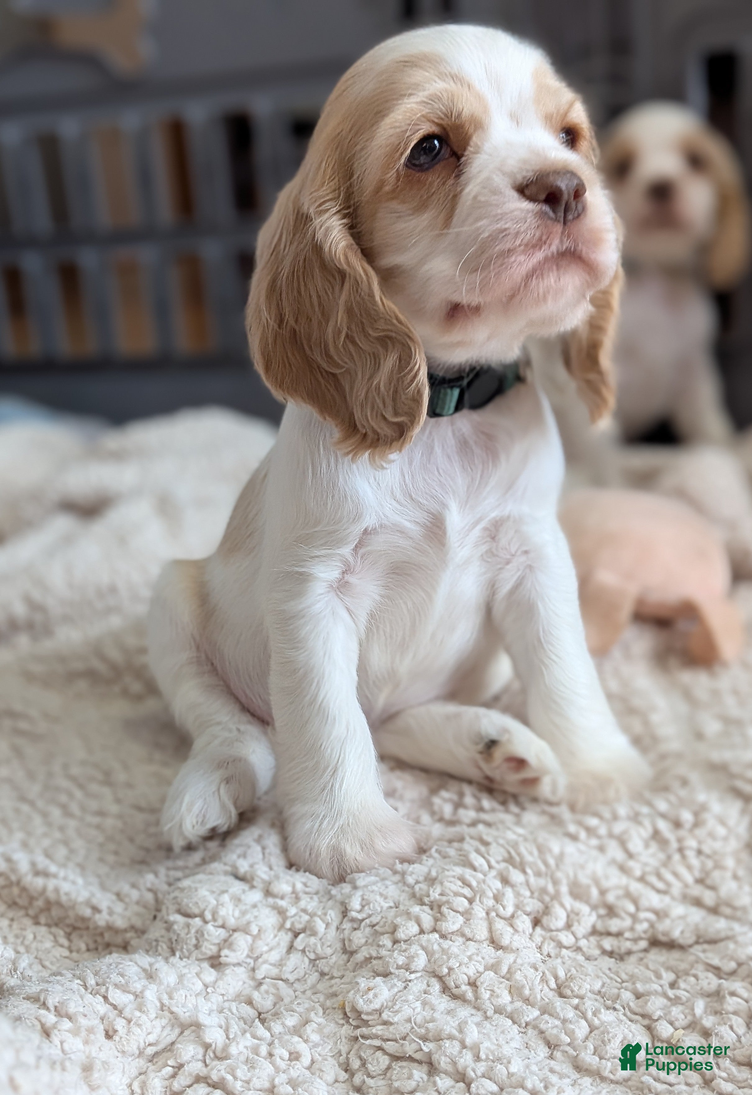 Cocker Spaniel dogs Zander  - Ad 2