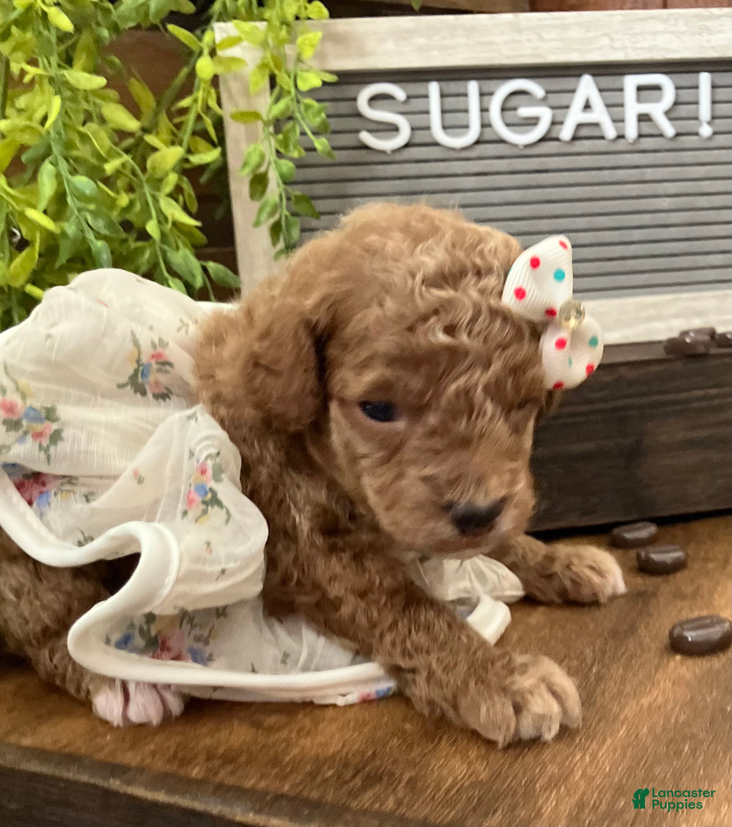 Miniature Poodle dogs Sugar - Ad 1