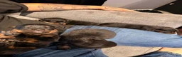 Rottweiler dogs for sale: Rottweiler Puppy 1 - Ad 2