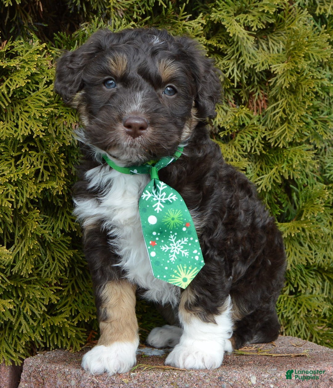 Mini Aussiedoodle dogs for sale: Mini Archie - Ad 8