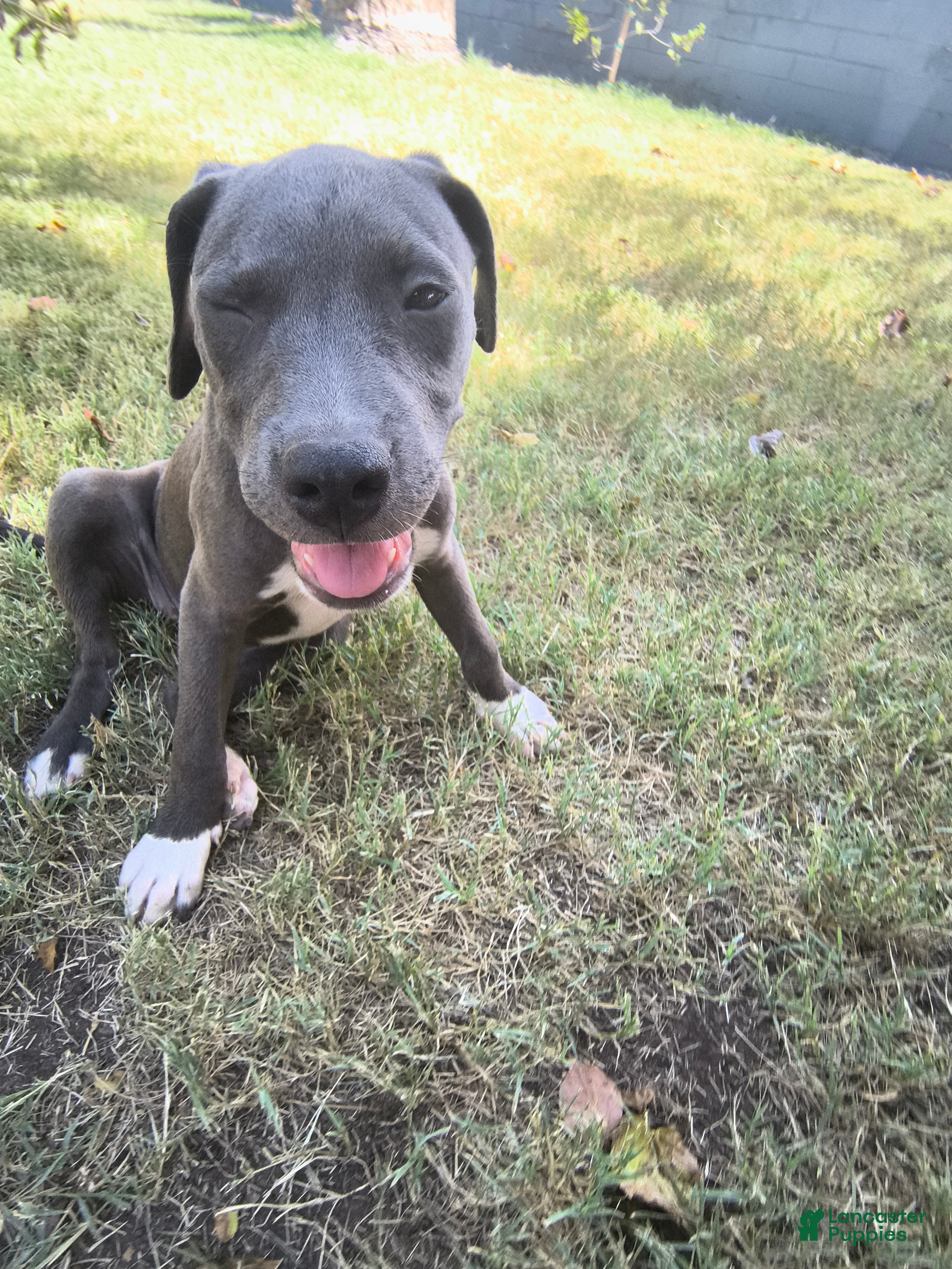 American Pit Bull Terrier dogs for sale: Luna - Ad 1