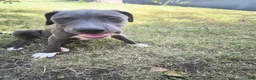 American Pit Bull Terrier dogs for sale: Luna - Ad 1
