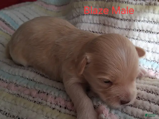 Havanese dogs for sale: Blaze - Ad 10