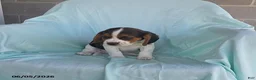 Beaglier dogs for sale: Riley - Ad 3