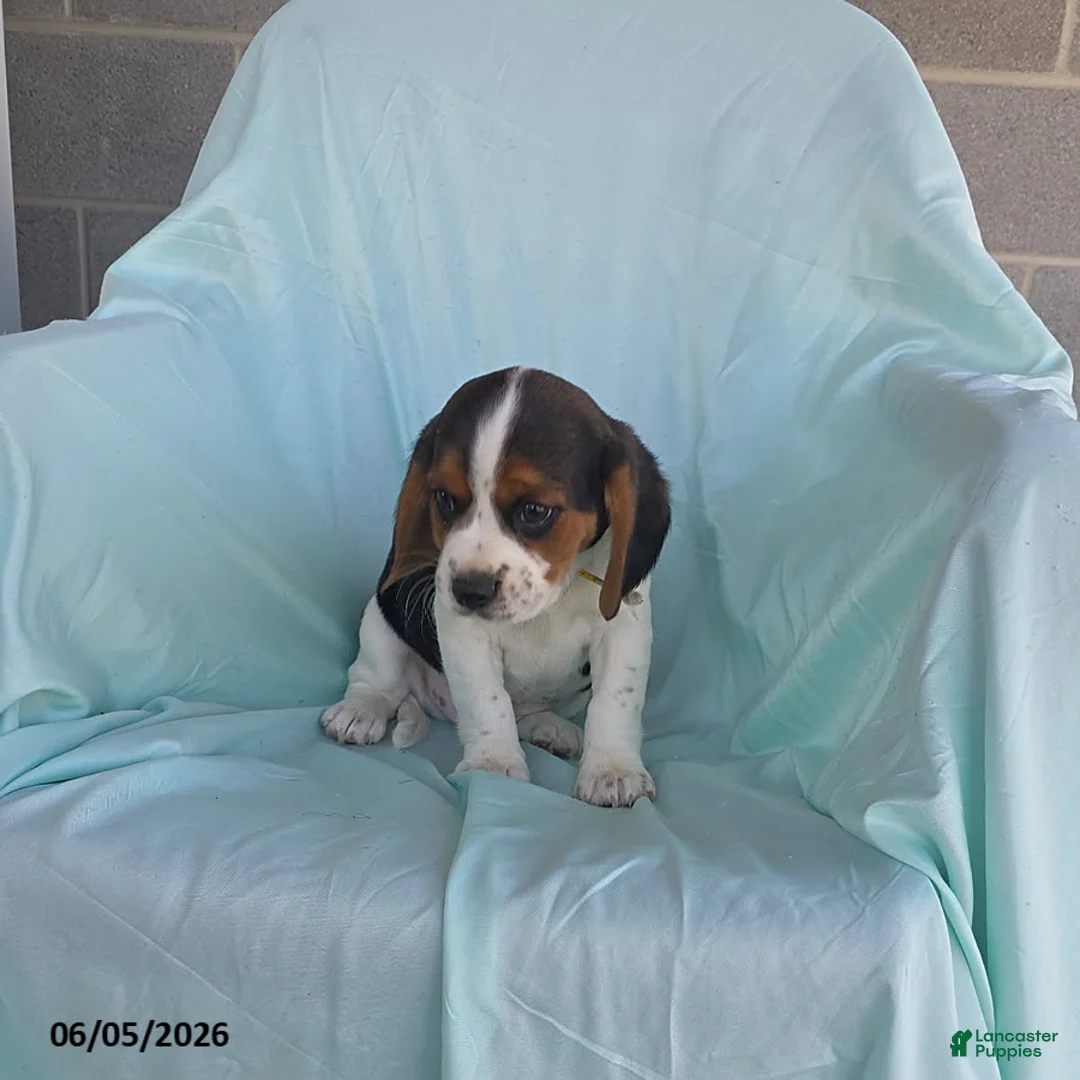 Beaglier dogs for sale: Riley - Ad 3