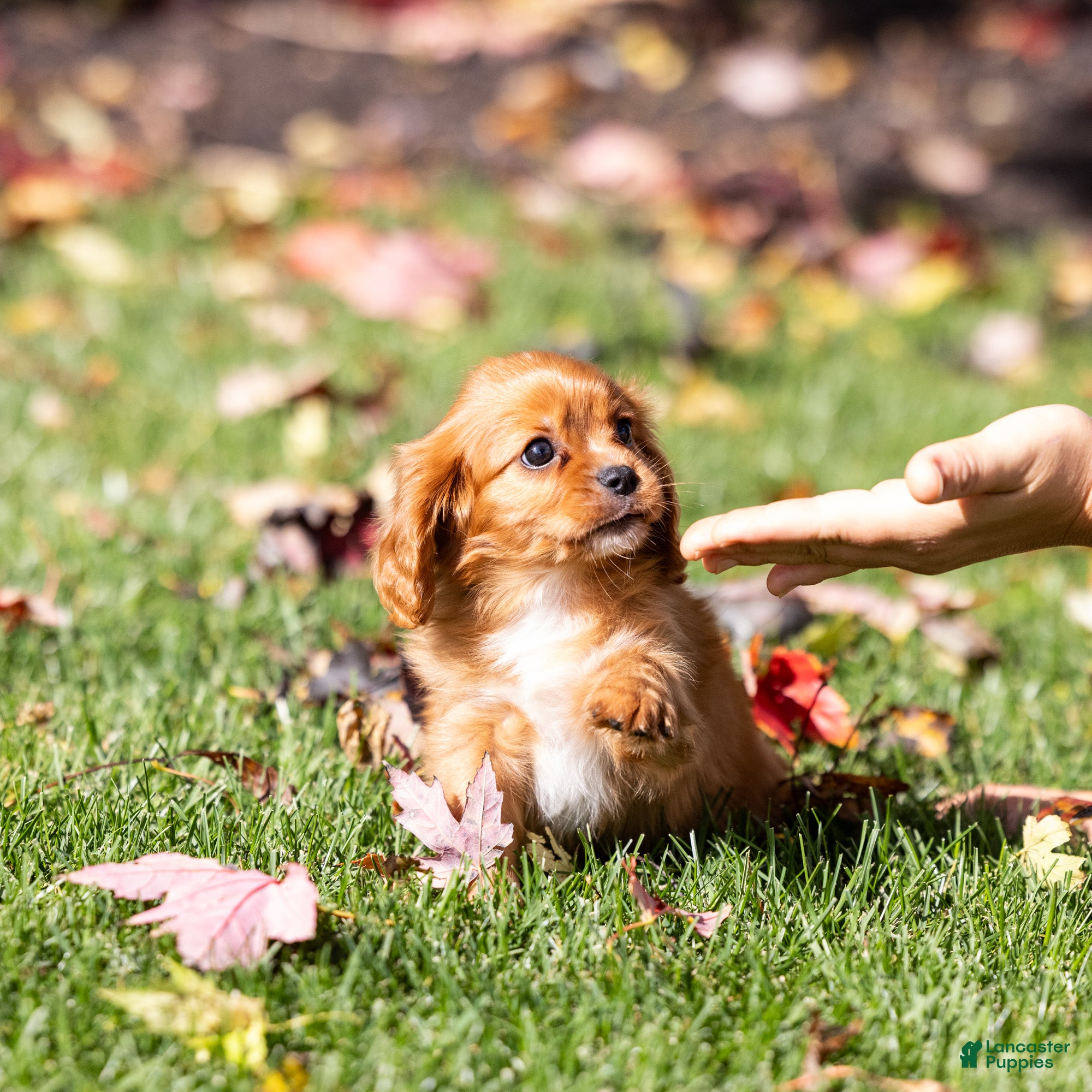 Cavalier King Charles Spaniel dogs Chewy - Ad 1