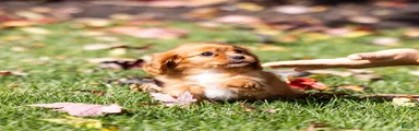 Chewy
