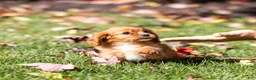 Cavalier King Charles Spaniel dogs for sale: Chewy - Ad 3