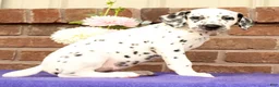 Dalmatian dogs for sale: Gina - Ad 7