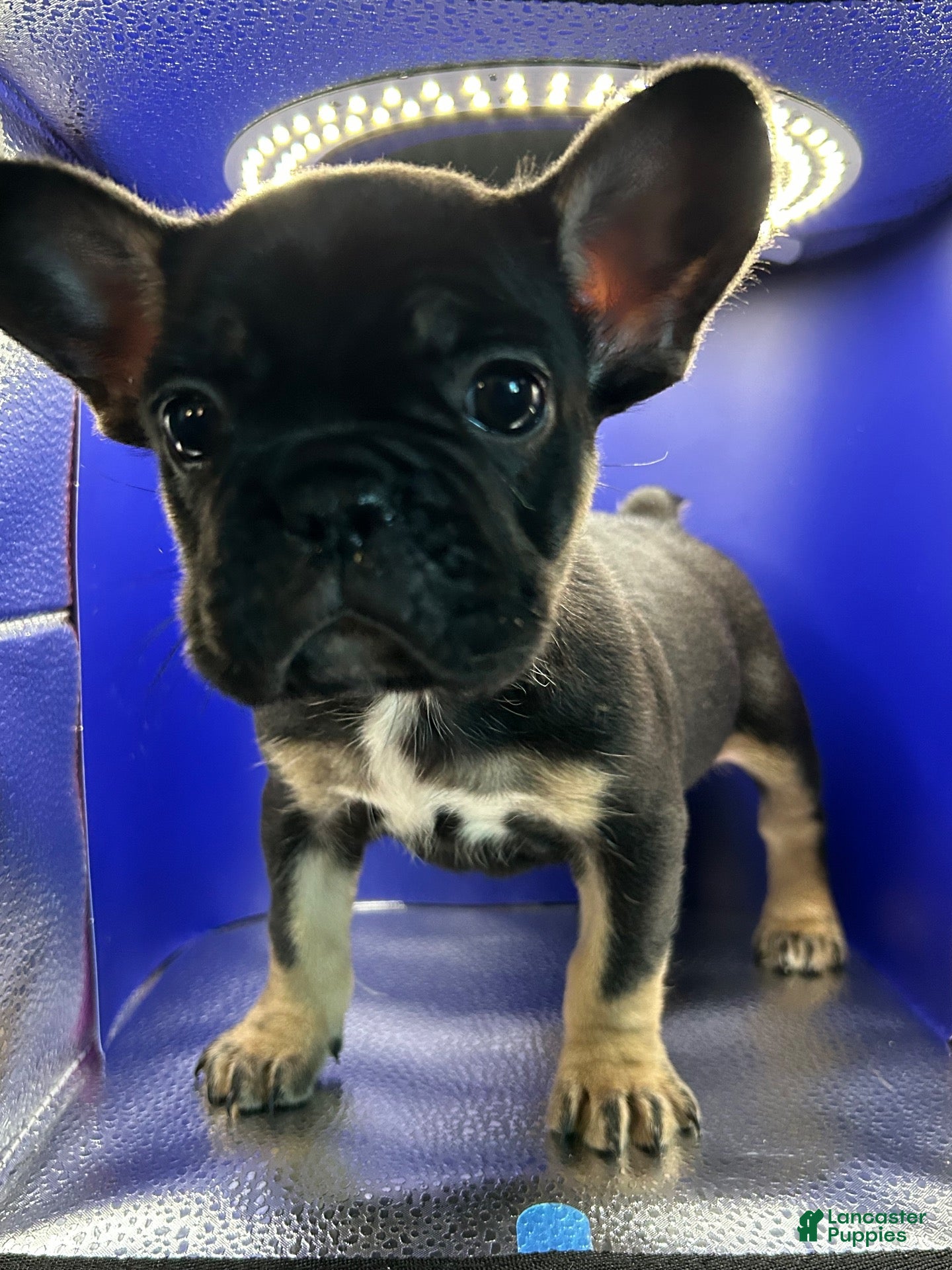 French Bulldog dogs Black and tan female - Ad 17