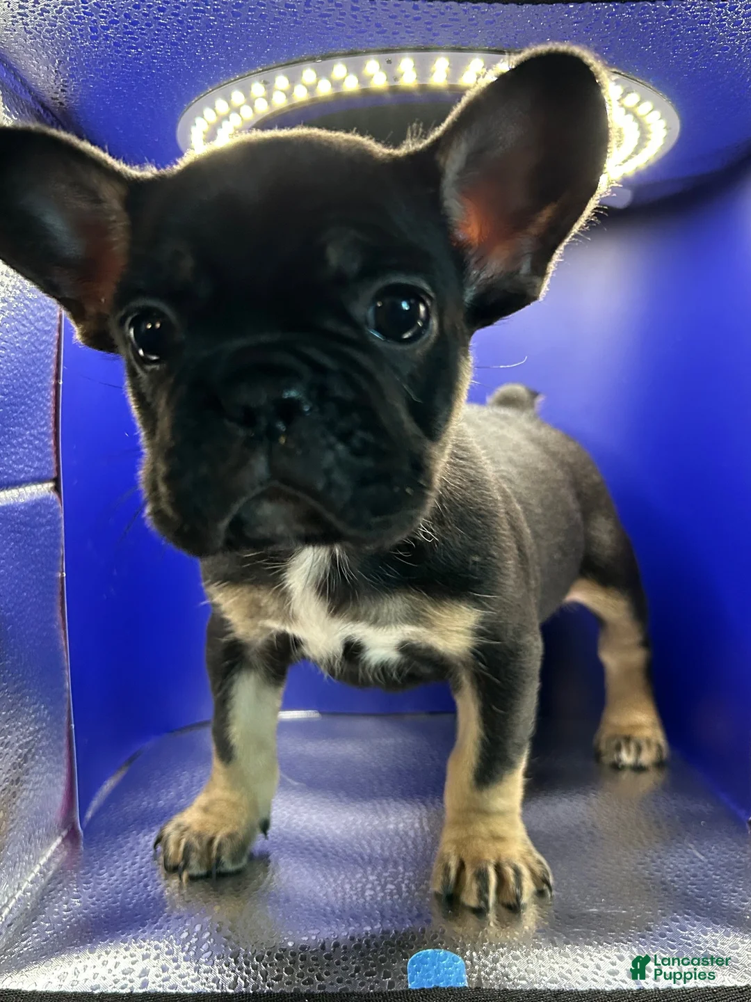 French Bulldog dogs for sale: Black and tan female - Ad 1